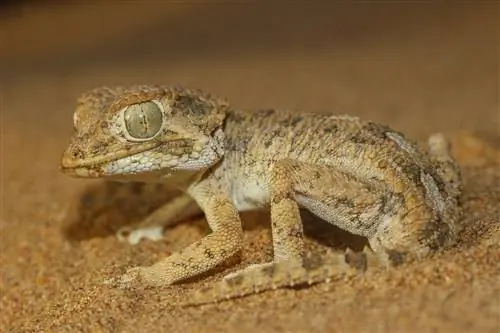 Геккон в шлеме Tarentola chazaliae