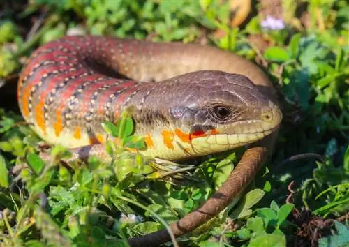 Алжирский сцинк Eumeces algeriensis