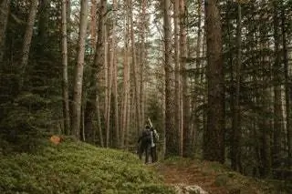 Леса Андорры составляют 25 частей территории. Некоторые экземпляры красных сосен могут достигать…