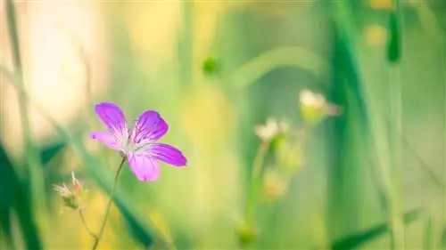 фиалка в поле