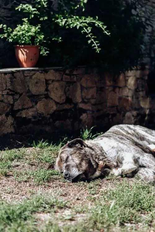 Мастиф спит