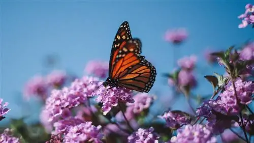 Почему в Мексике убивают хранителей бабочки-монарха