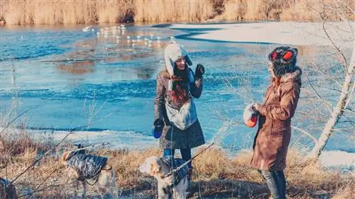 Пять мест, где можно отпраздновать Рождество с собакой