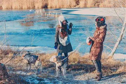 Пять мест, где можно отпраздновать Рождество с собакой