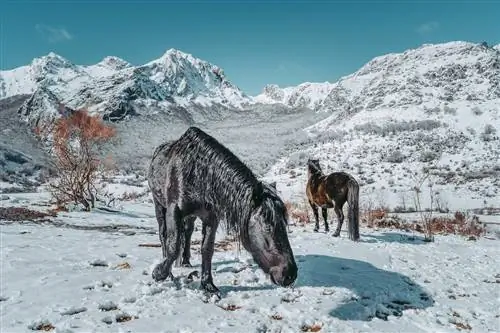 Пути Арнуа