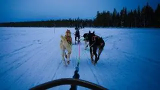 4. Покататься на собачьих упряжках