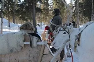 10. Войдите в саамские леса с оленями