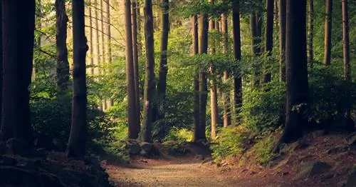 Экология заботы о планете - это миссия Fantstico Bosque. Экология заботы о планете - это миссия Fantstico Bosque.