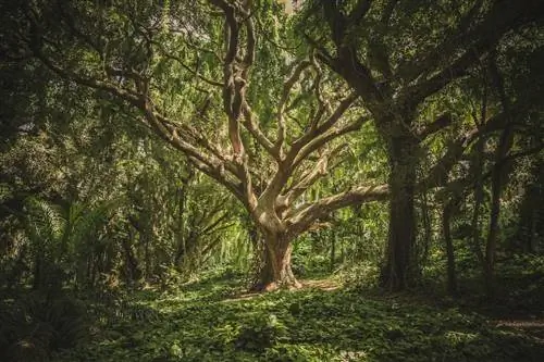 Миссия Fantstico Bosque - заставить нас вести себя как леса, идеальные общества, в которых мы работаем как одна команда. Миссия Fantstico Bosque - заставить нас вести себя как леса, идеальные общества, в которых мы работаем как одна команда.