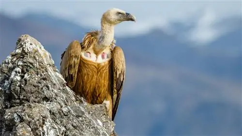 Мария Талавера Фантастический лес Мария Талавера Фантастический лес