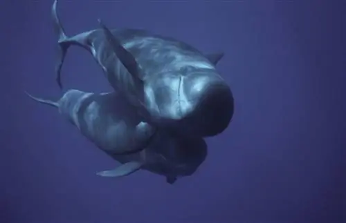 Наблюдение за дельфинами и китами на Ла Гомере