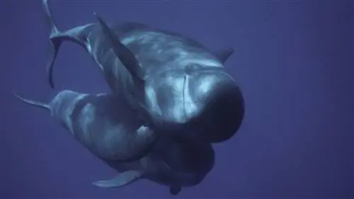 Слушай, смотри, стой и галлюцинируй на Ла Гомере