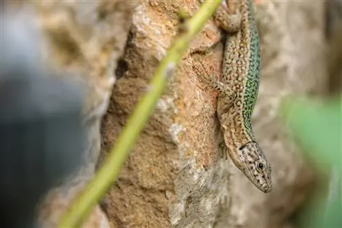 Ящерица Ибица