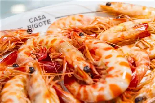 Домашние креветки с усами