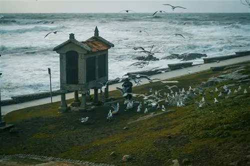 Чайки пролетают над зернохранилищем недалеко от Байоны.