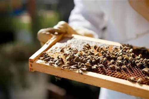 В этих отелях пчелам рады