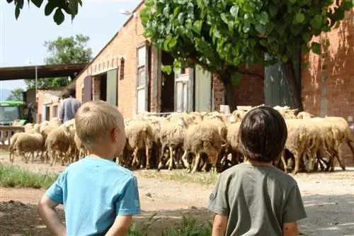 Посещение семьи, чтобы узнать, как разводить овец