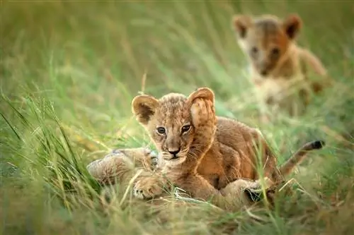 Лев Новый Большой 5