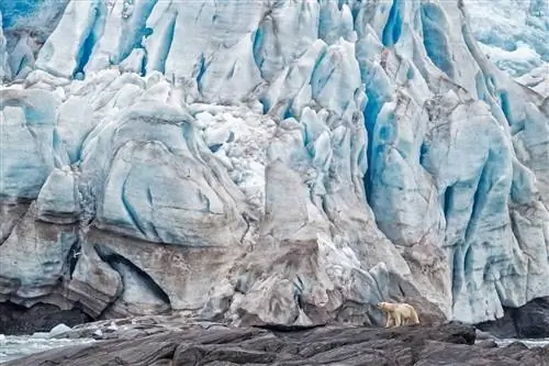Полярный медведь