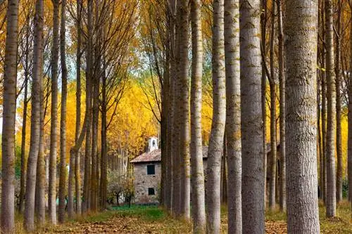 Агилар де Кампо