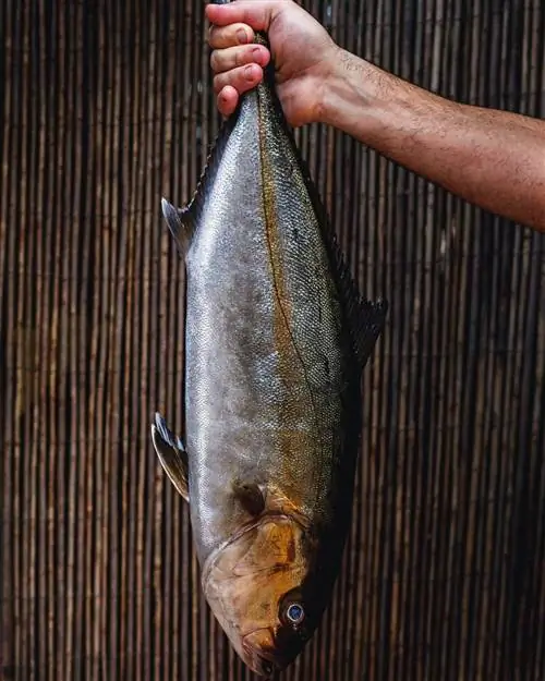 Море и горы Ибицы питают Кан Домо местными продуктами.