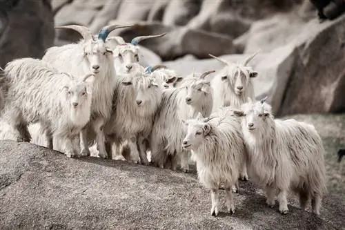 Пиана Попугай