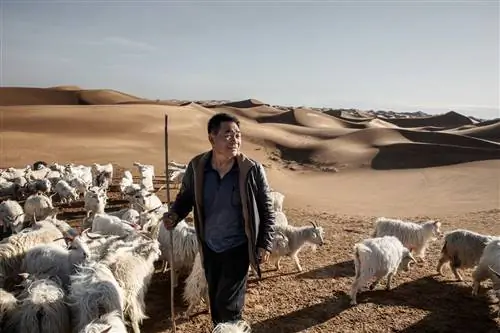 Пиана Попугай