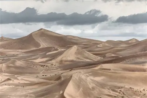 Пиана Попугай