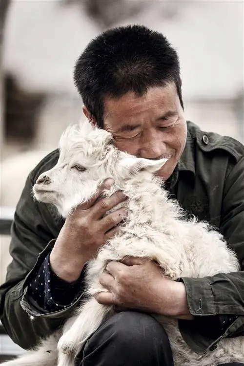 Пиана Попугай