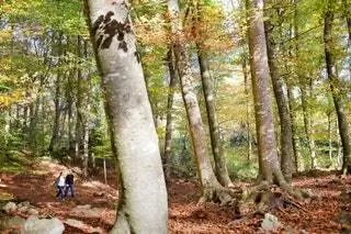 7. Фагеда-ден-Хорда Каталония