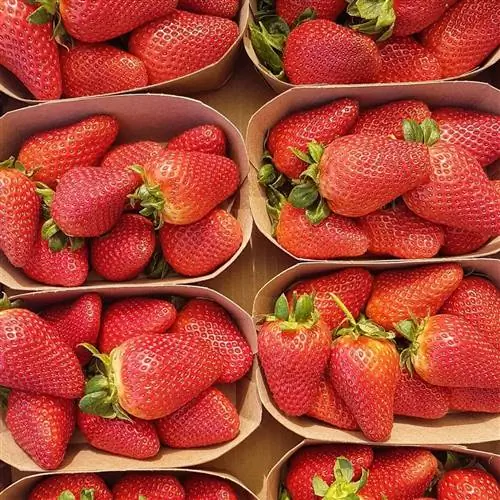 Цветок Доньяна Биорганик