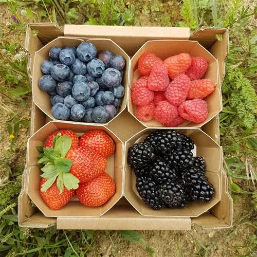 Цветок Доньяна Биорганик