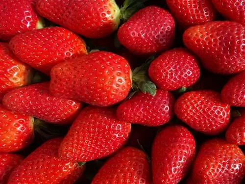 Цветок Доньяна Биорганик