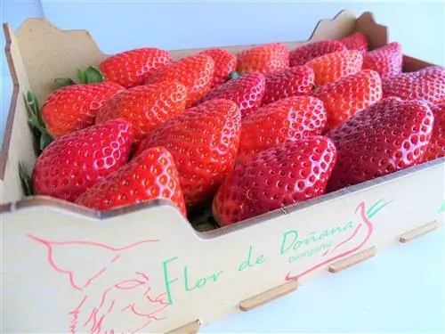 Цветок Доньяна Биорганик