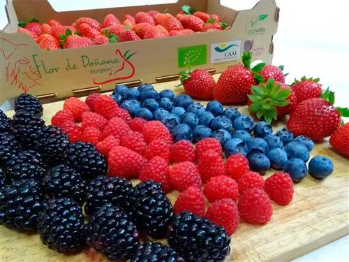 Цветок Доньяна Биорганик