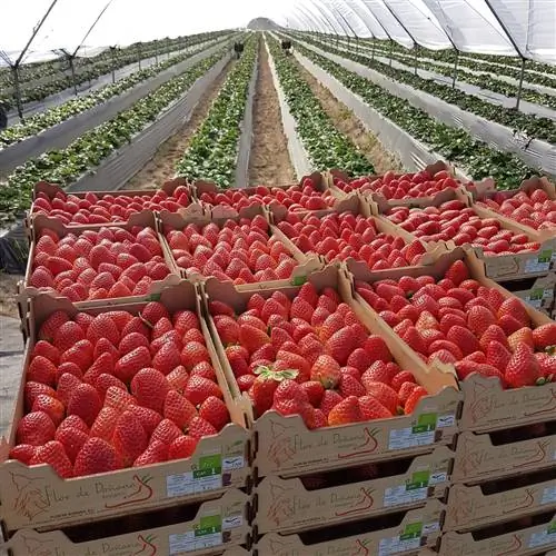 Цветок Доньяна Биорганик