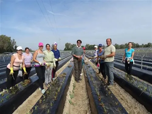 Цветок Доньяна Биорганик