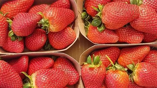 Клубника с экологически чистыми данными