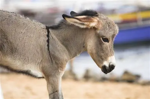 Буррито в Ламу