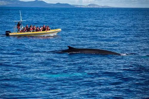 Наблюдение за китами в Graciosa Azores