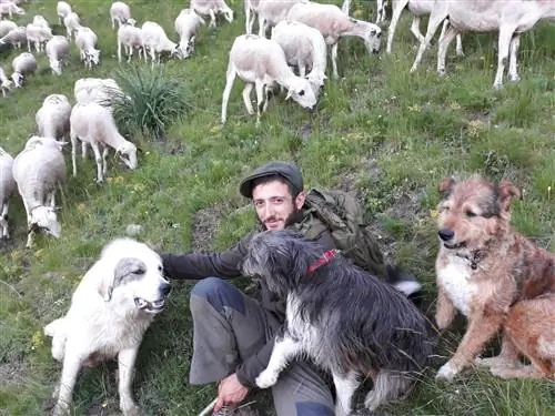 Школа пастухов Каталонии