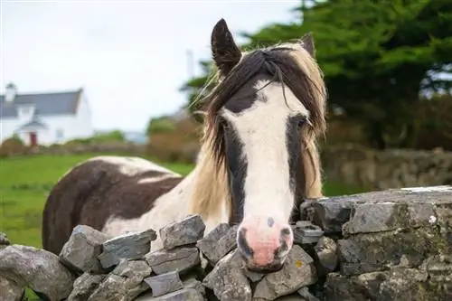 Лошади, ослы и коровы свободно пасутся в садах и на лугах маленького Инис Мор.