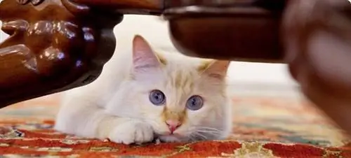 Фараон талисман Ле Бристоля