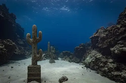 Клаудия Конт