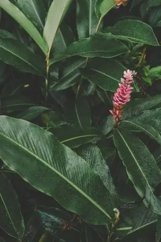 Сейшельские цветы