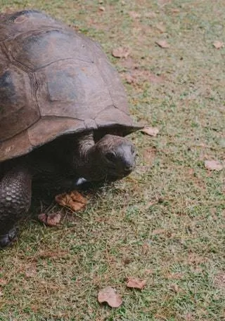 Гигантская черепаха Альдабры