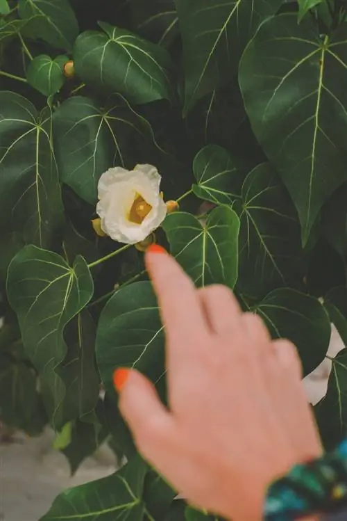 На Сейшельских островах произрастает около 850 видов цветковых растений, из которых 250 являются местными.