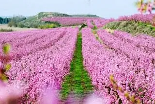 Айтона шоу фруктовых деревьев