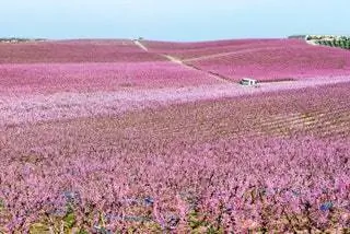 От цветения до урожая