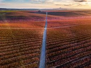 Aitona продолжает процветать в сетях